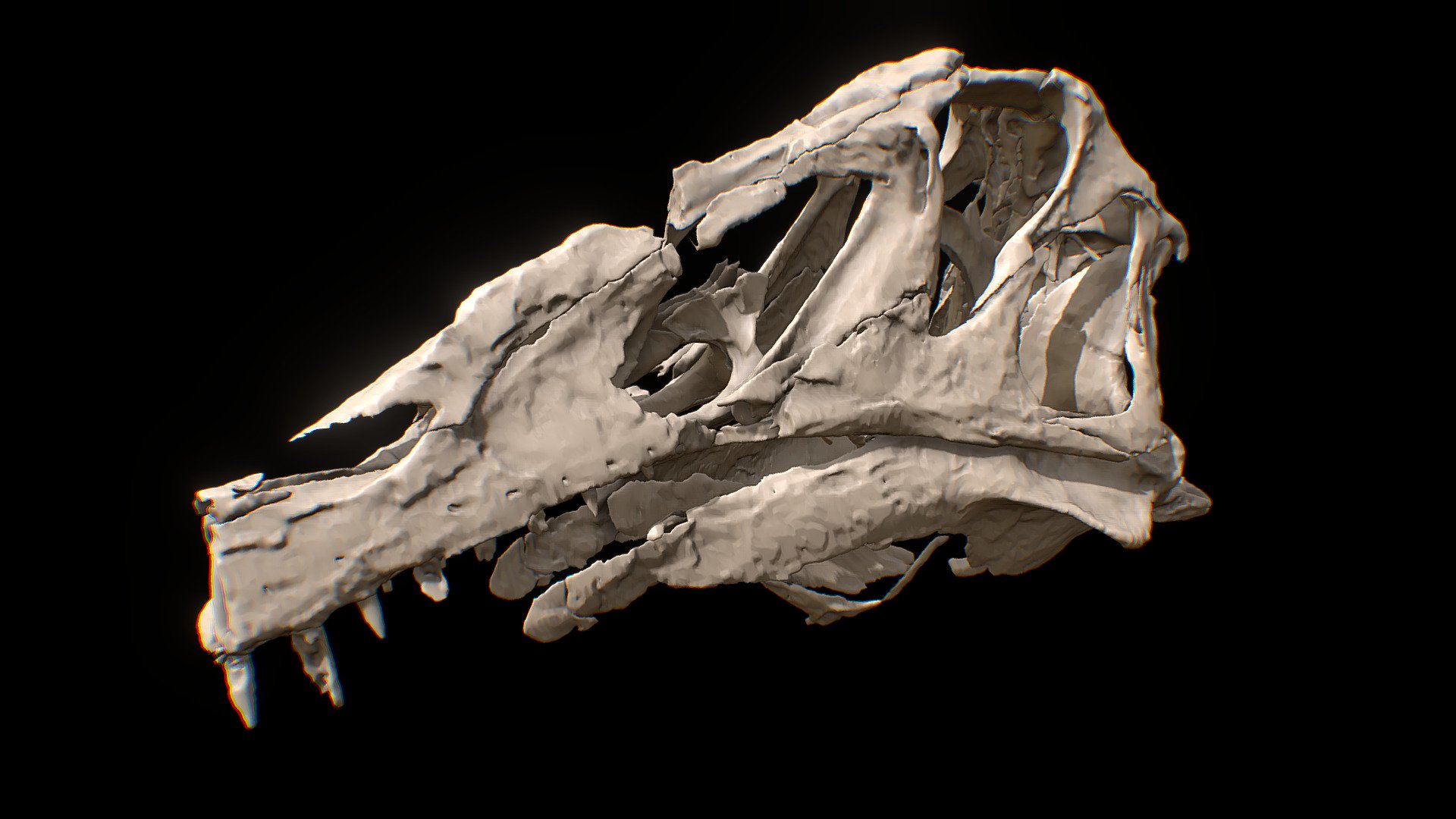 Irritator skull - 3D model by Olof Moleman (@lordtrilobite) [7a5791c ...