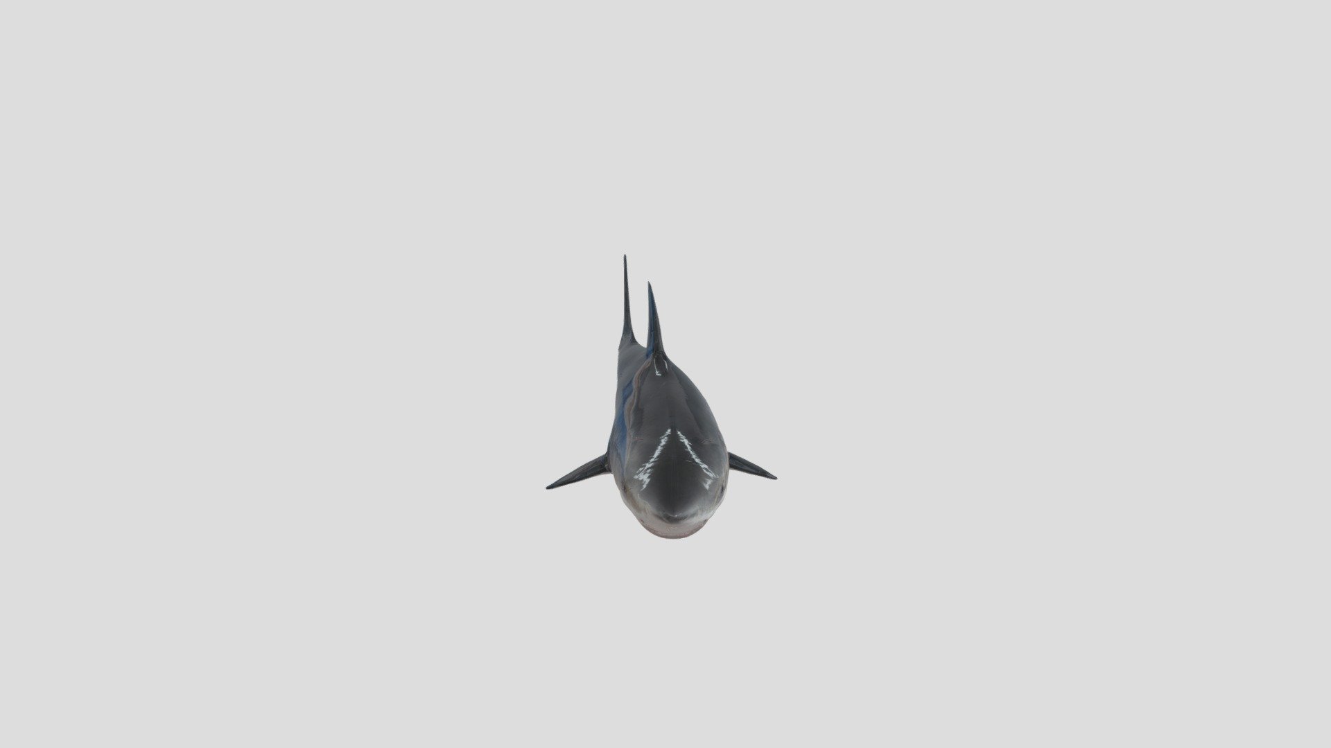 Swimming Shark