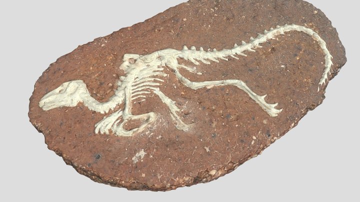 Bone-fossil 3D models - Sketchfab