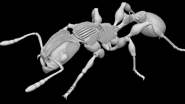Terataner nymeria – Kostenloses 3D-Modell STL