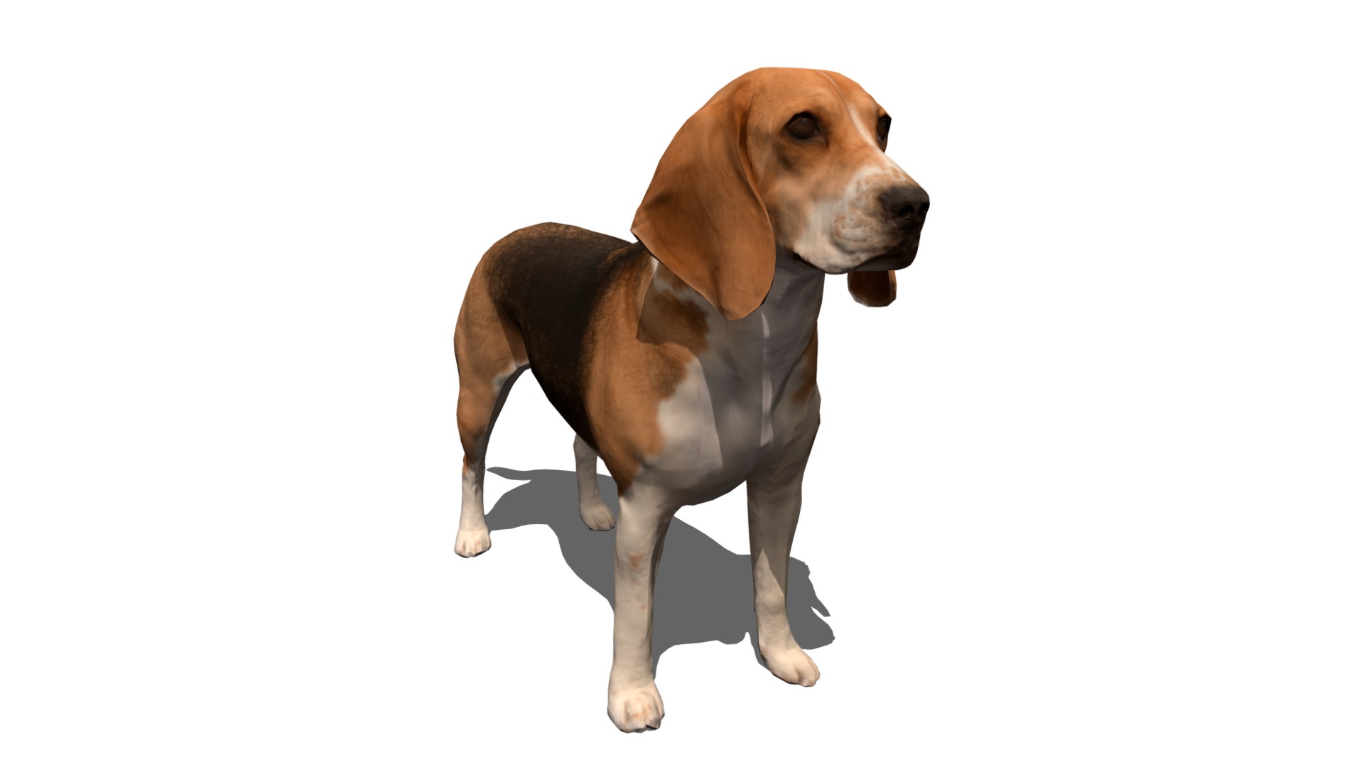 Beagle - 3D model by Effigy [7a5d113] - Sketchfab