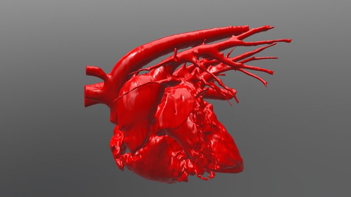 Canine Normal Heart - Blood Volume 3D Model