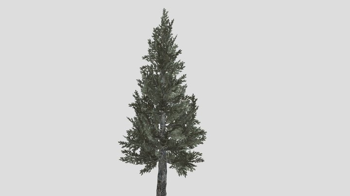 Spruce tree 3D Model