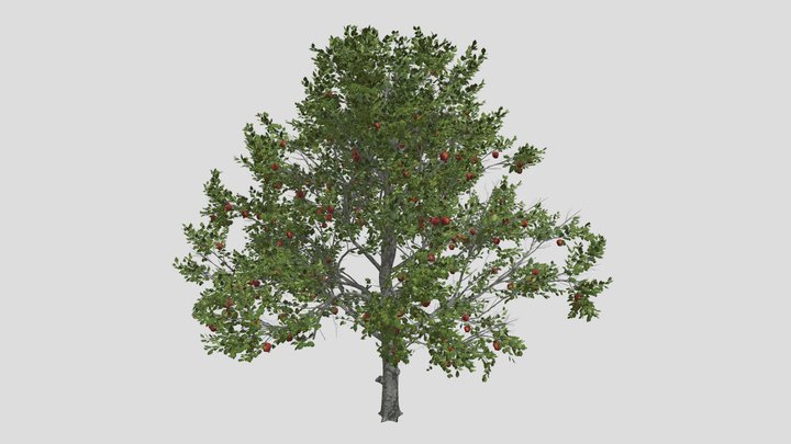 Red Delicious Apple Tree 3D Model