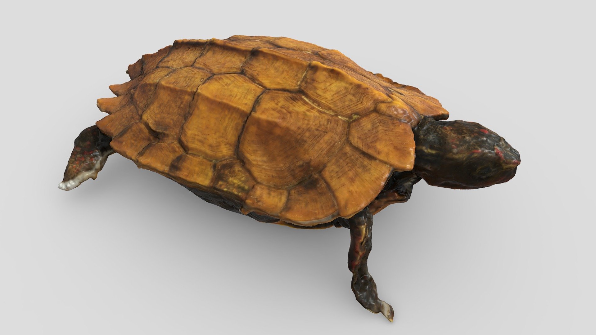 Черепаха Шпенглера. Black-breasted leaf turtle
