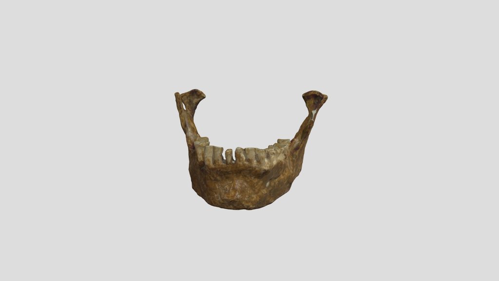 Skhul V - (Mandible)
