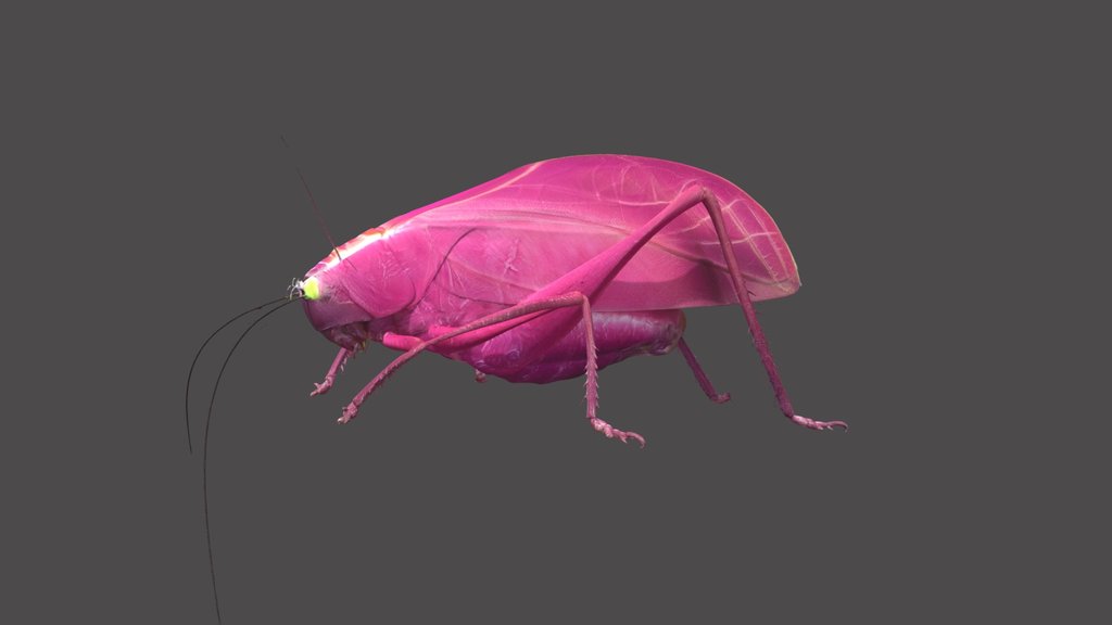 Pink Katydid