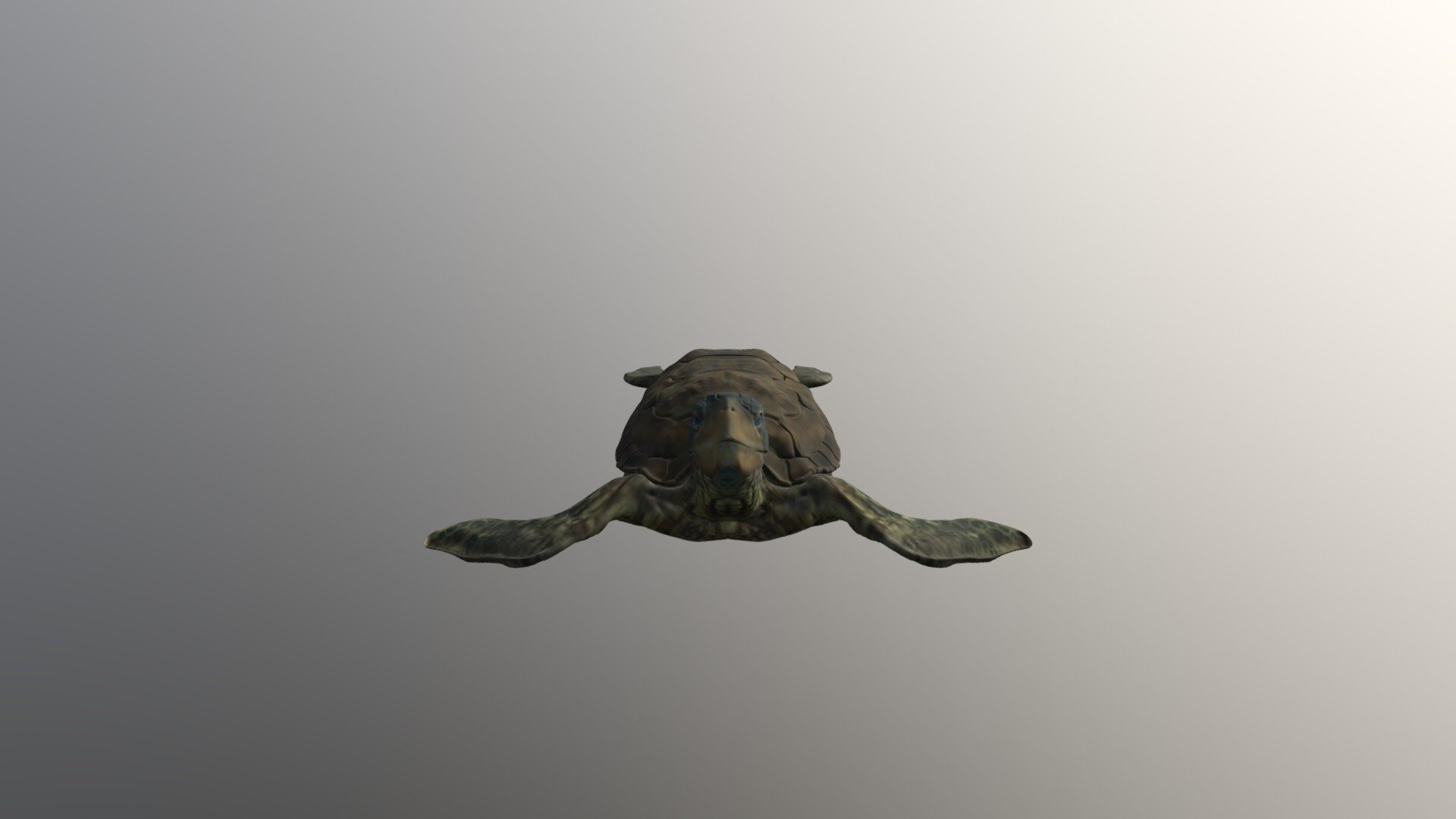 Seaturtfixed