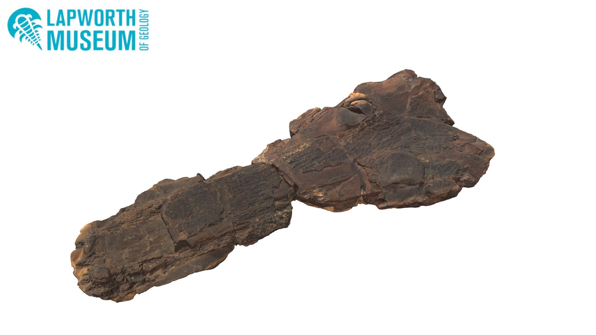 Archegosaurus BIRUG 4180