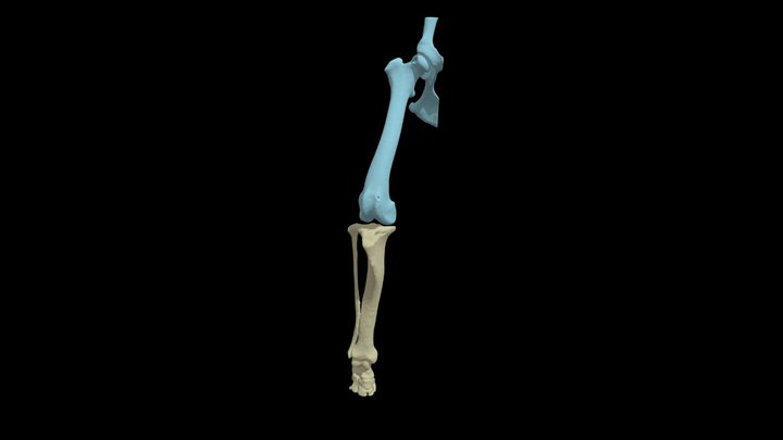 Dog right hind leg segmented from CT 3D Model