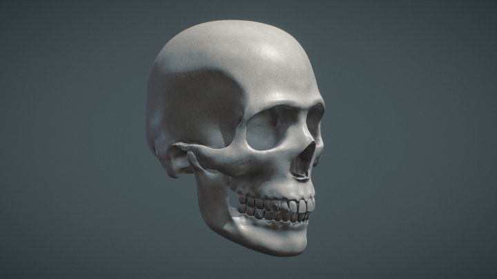 Anatomy study_v02 3D Model