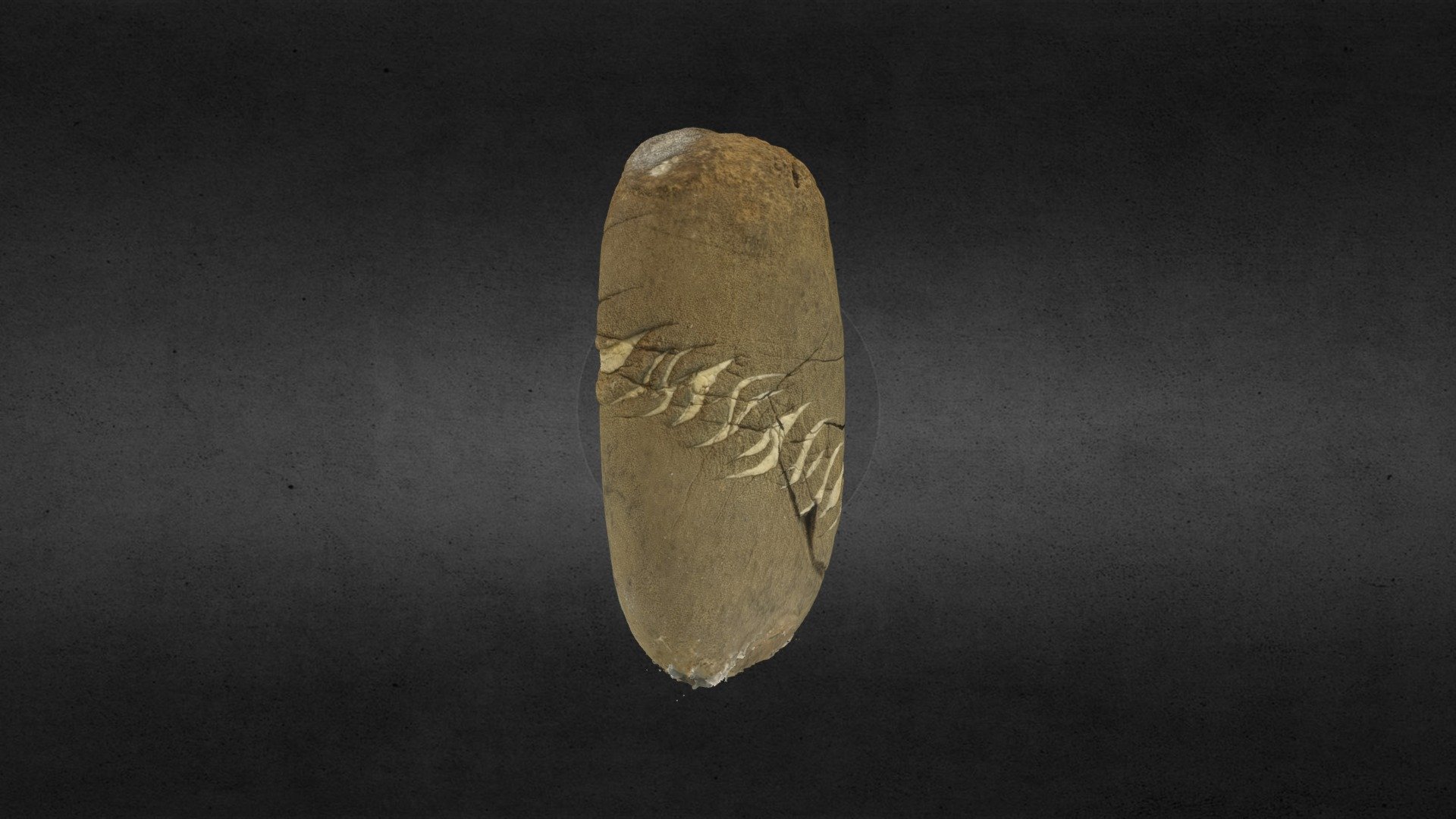 Sigmoidal Veins