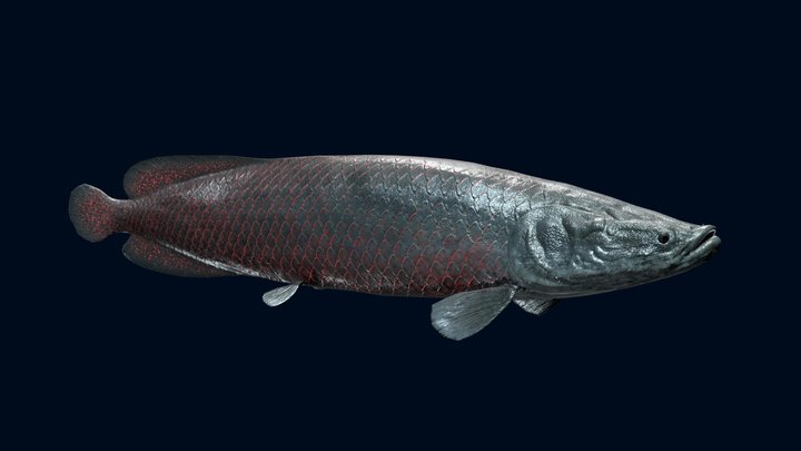 Arapaima 3D Model