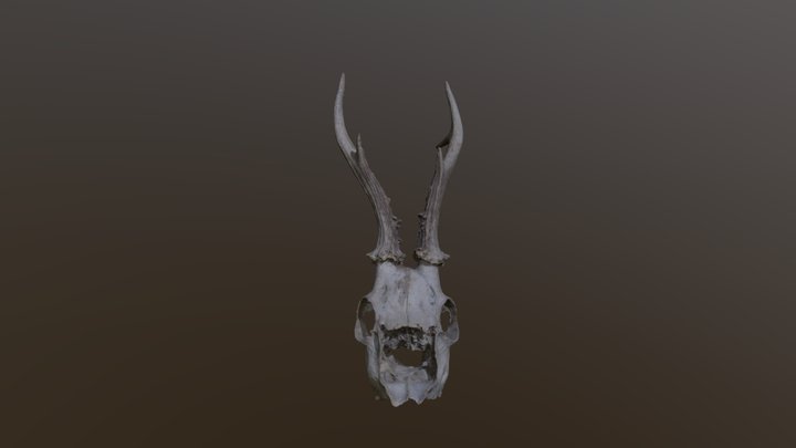 Deer skull photogrammetry 3D Model