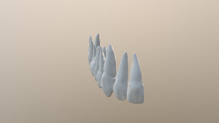 зубы 11-17 3D Model