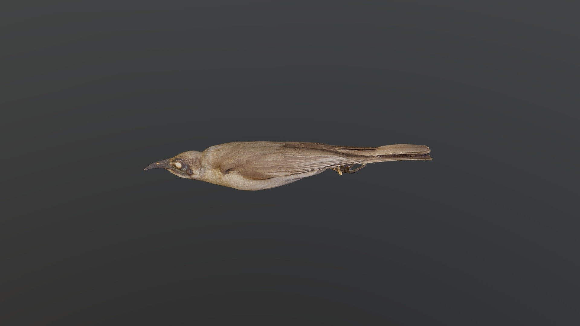 Little Friarbird - Philemon citreoqularis