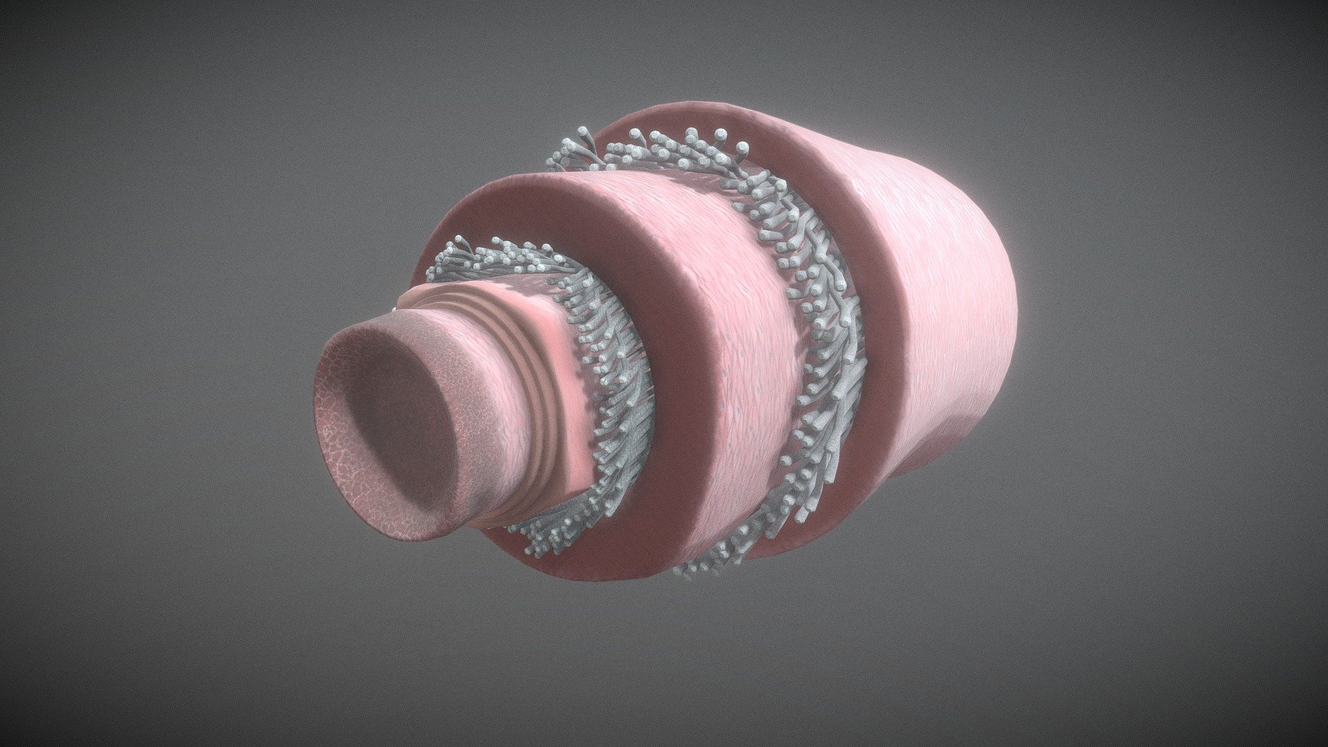 Structure Of A Normal Heart Artery