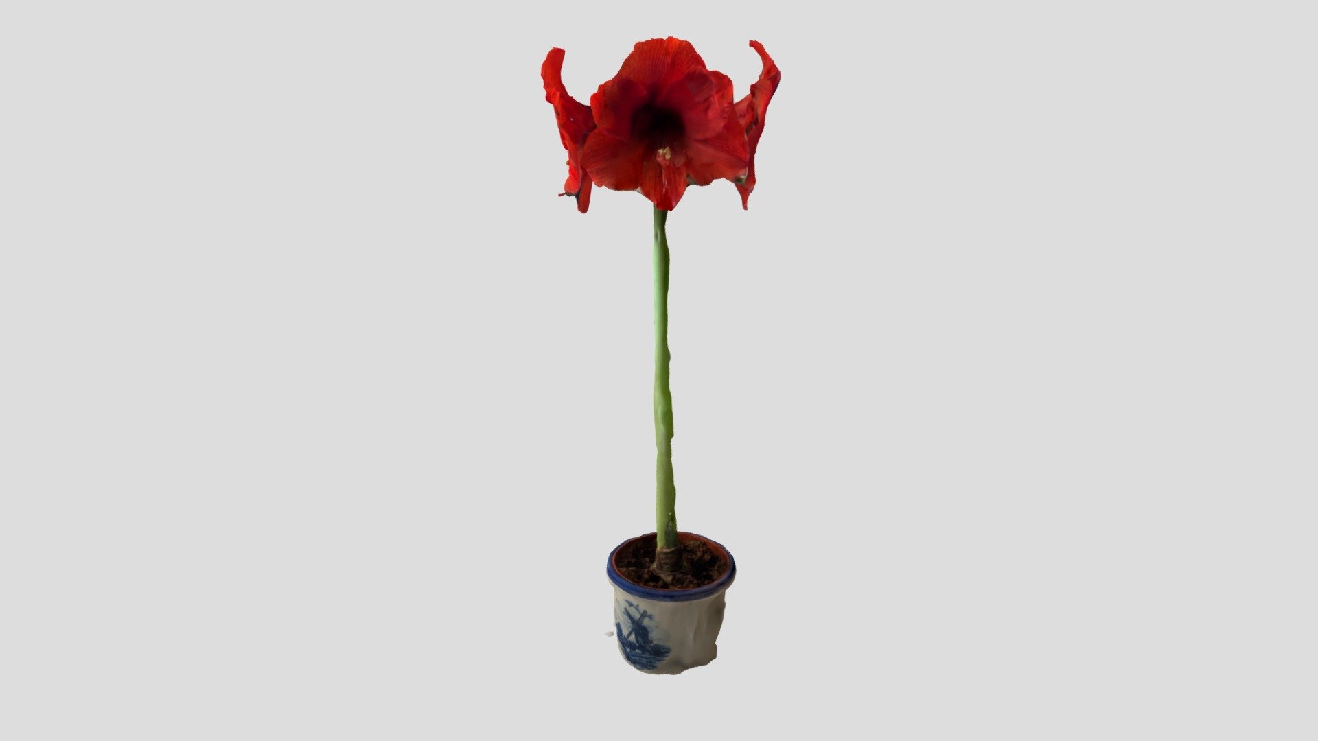 Amaryllis