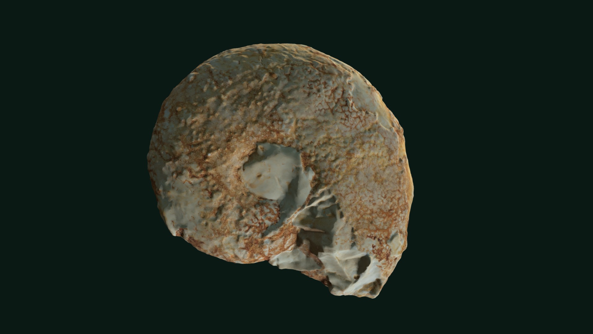 3D model Tissotia fourneli? - This is a 3D model of the Tissotia fourneli?. The 3D model is about a close-up of a skull.