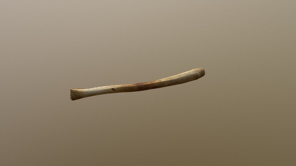 Walrus Baculum (VCU_3D_3301)