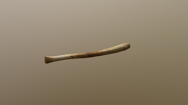 Walrus Baculum (VCU_3D_3301) – Modello 3D gratuito STL