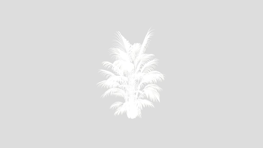 Areca Majesty Cat Reed Palm Version