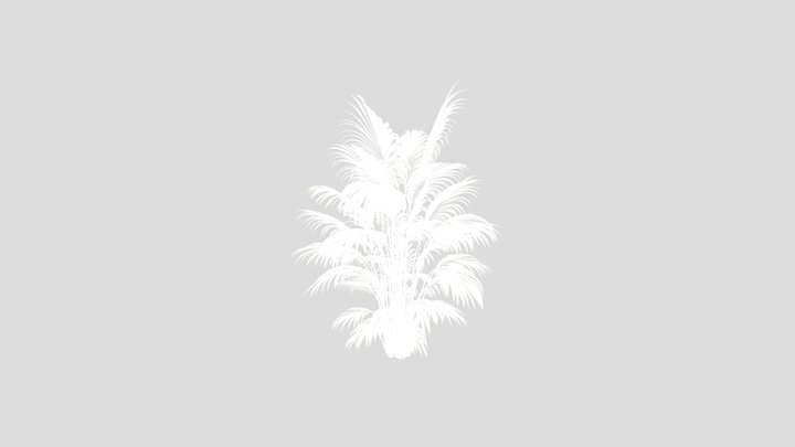 Areca Majesty Cat Reed Palm Version