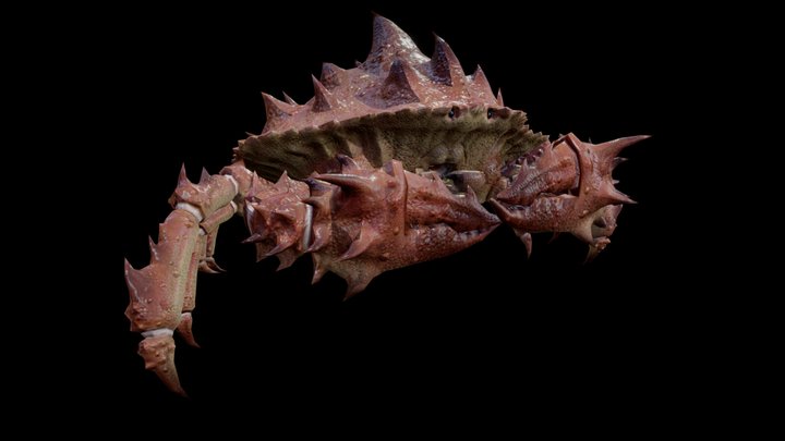 GIANT CRAB ANIMATIONS 3D Model