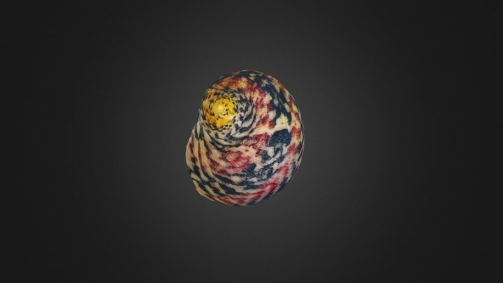 Nerita peloronta 3D Model