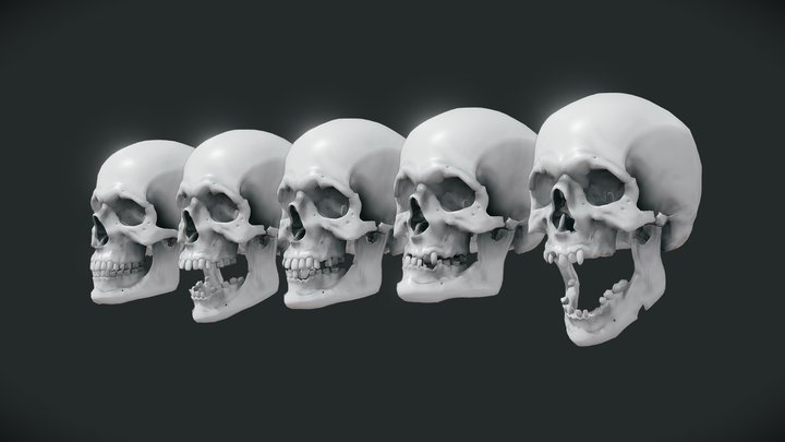 Various Male Skulls (low and highpoly avaliable) 3D Model