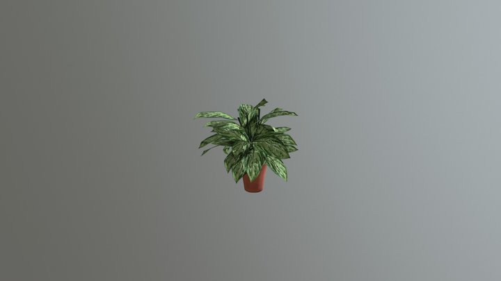 Algaonema Plant 3D Model