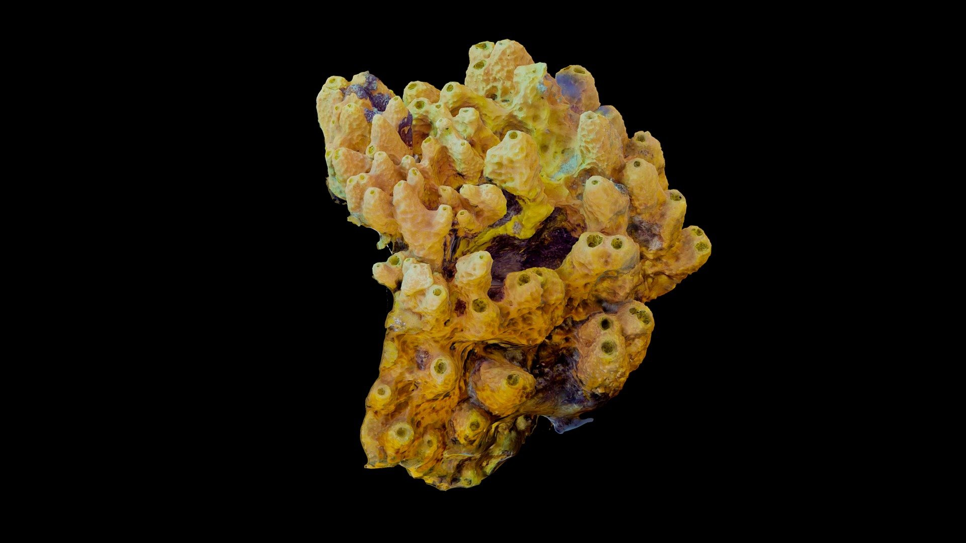 #56: Aiolochroia crassa