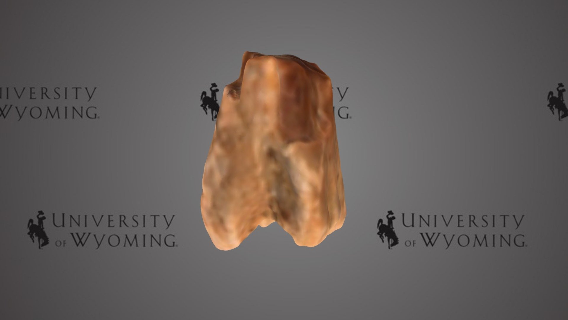 UW 26928 D - Ischyriza sp., Tooth