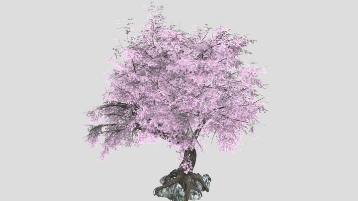 CherryBlossom 3D Model