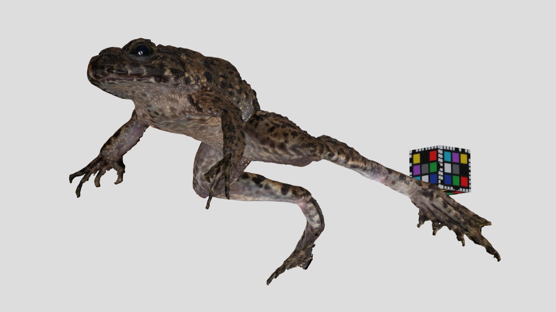 ツチガエル Wrinkled Frog, Glandirana rugosa