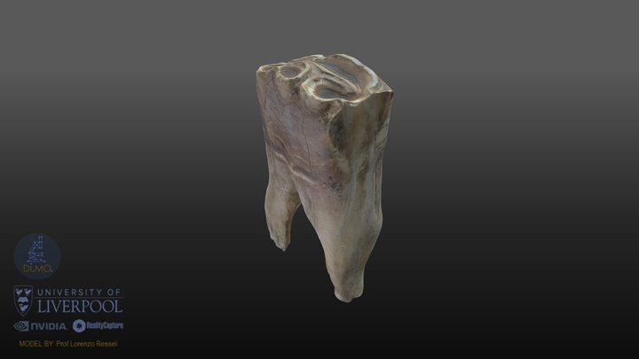 Equine Tooth: M2 mandibular left 3D Model