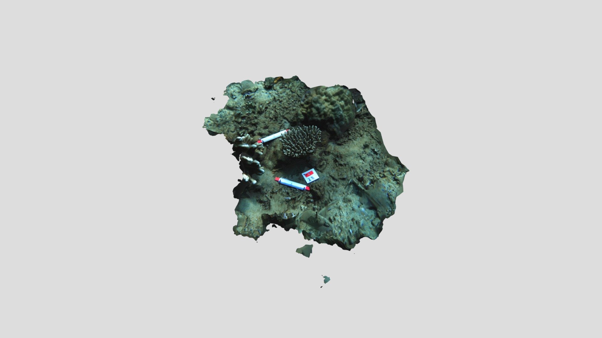 Acropora sp.
