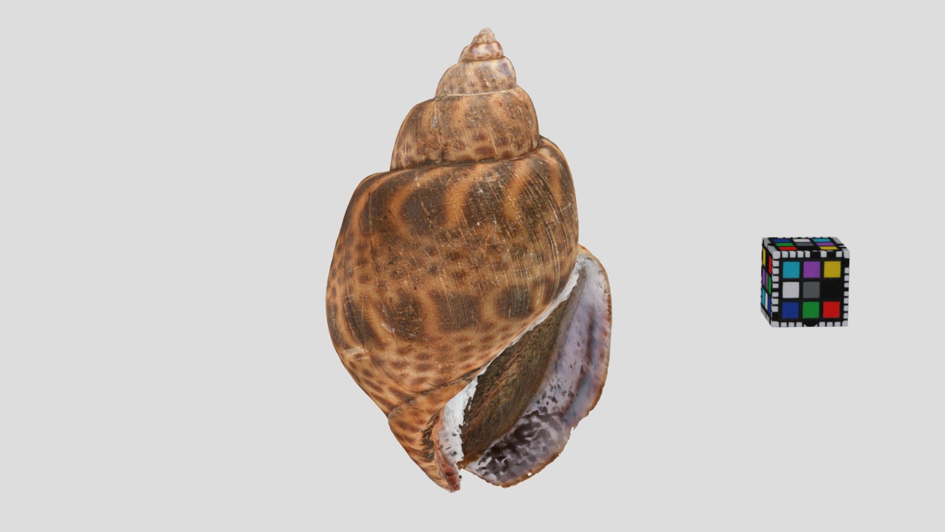 バイ・バイ貝 Babylon snail, Babylonia japonica
