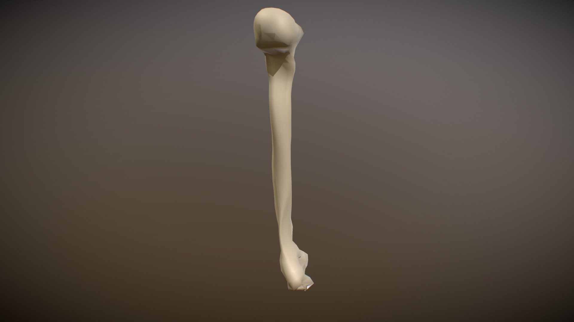 Left Human Humerus - 3D model by morganemer [7ab1381] - Sketchfab