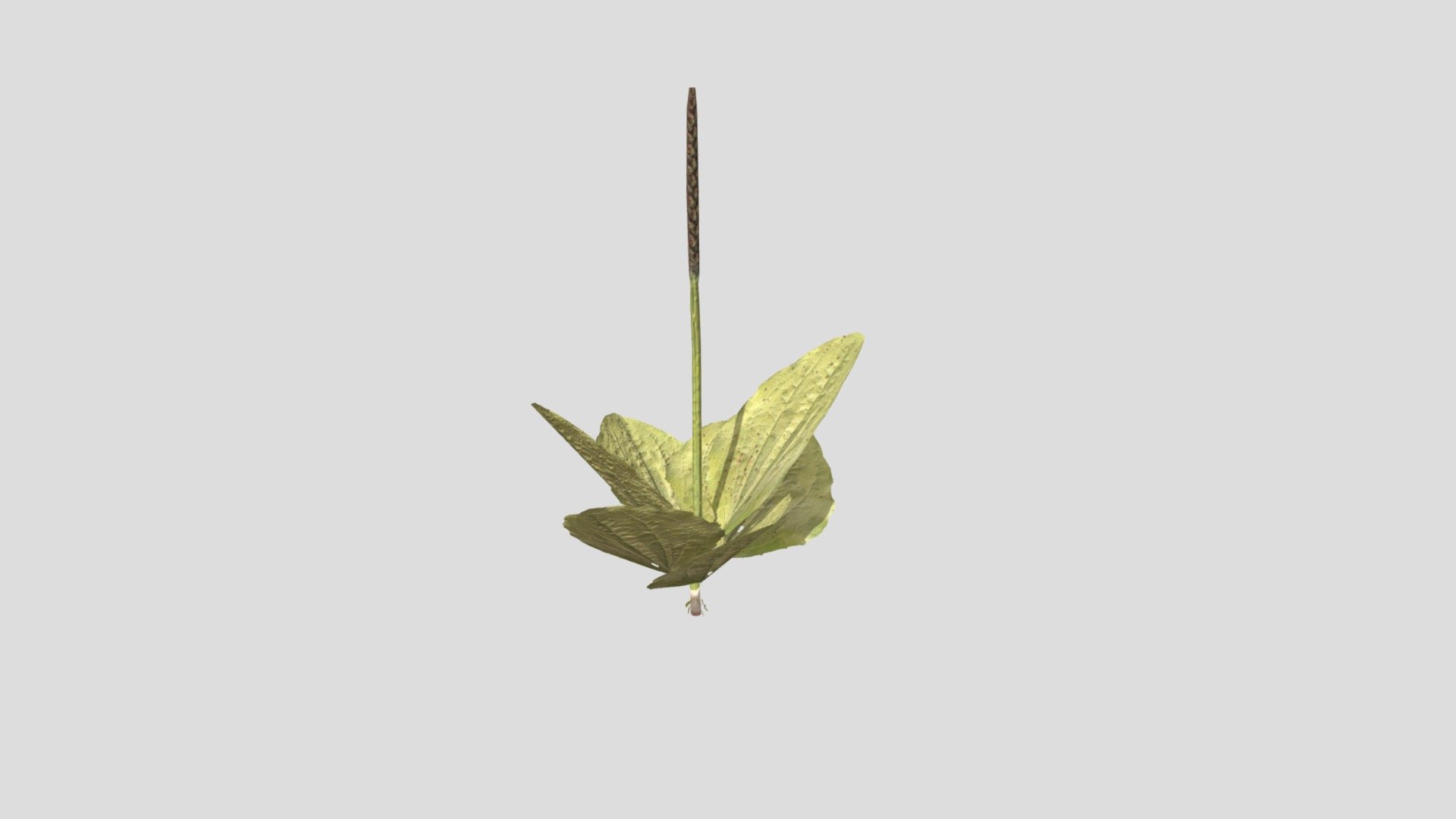 Lowpoly Plant