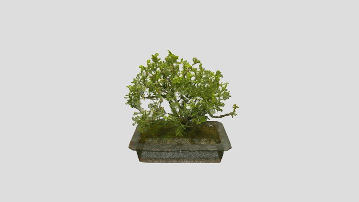 Bonsai_ Tree_1 – Free 3D Model STL