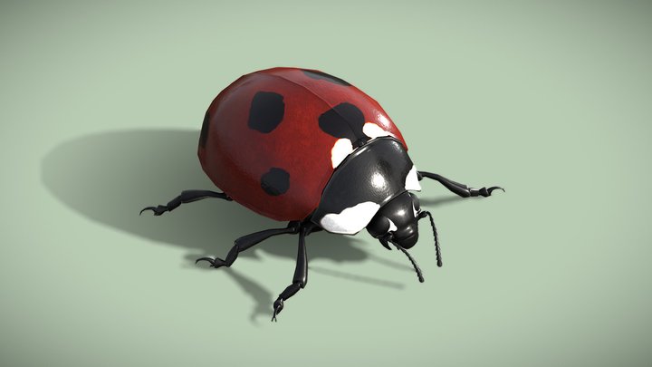 Animated Ladybug (Coccinella Septempunctata) 3D Model
