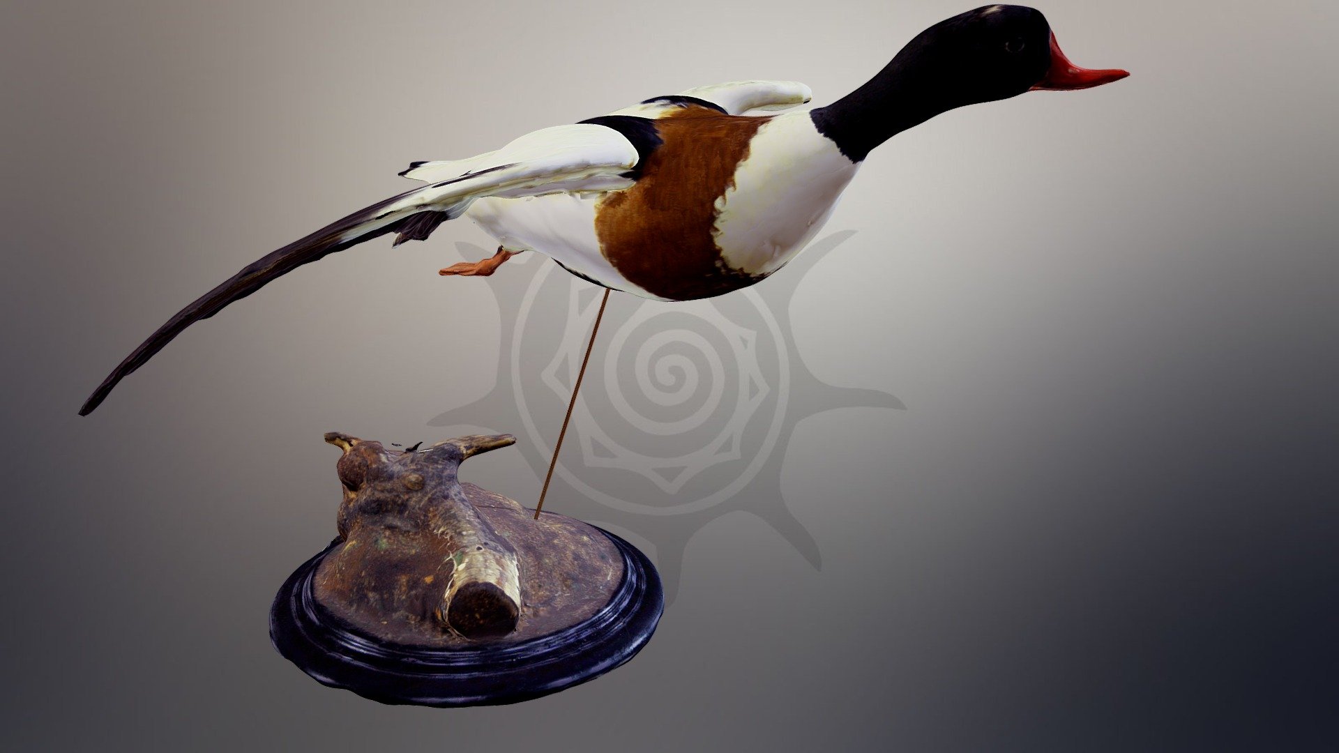 Пеганка | Common shelduck