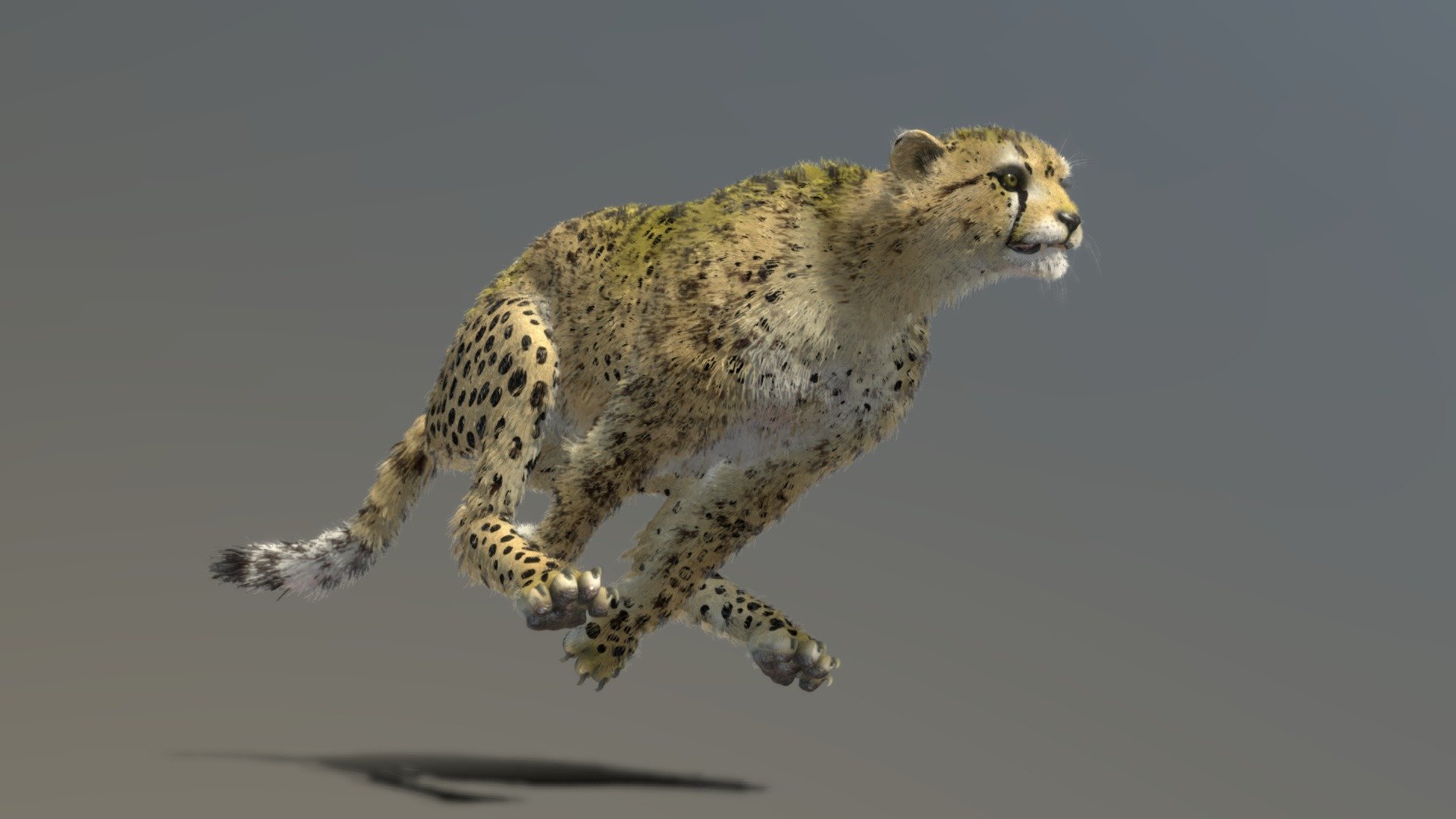 3D model Running Cheetah Sculpture VR / AR / low-poly