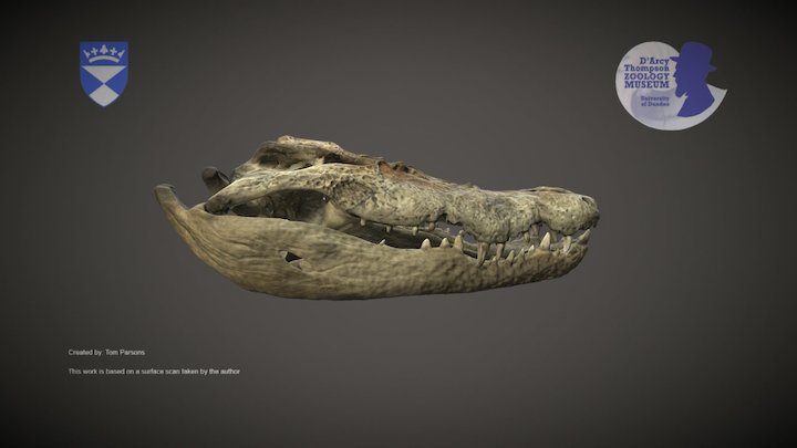 Saltwater Crocodile Skull – Kostenloses 3D-Modell STL