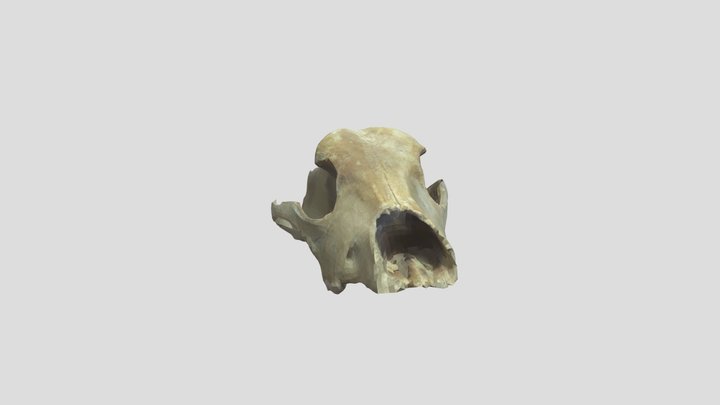 Cráneo escaneado 3D Model