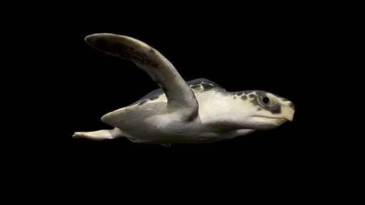 Model 52A - Kemps Ridley Sea Turtle (no ID)