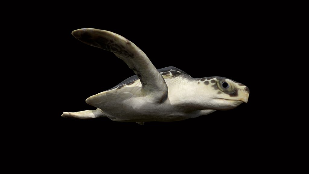 Model 52A - Kemps Ridley Sea Turtle (no ID)