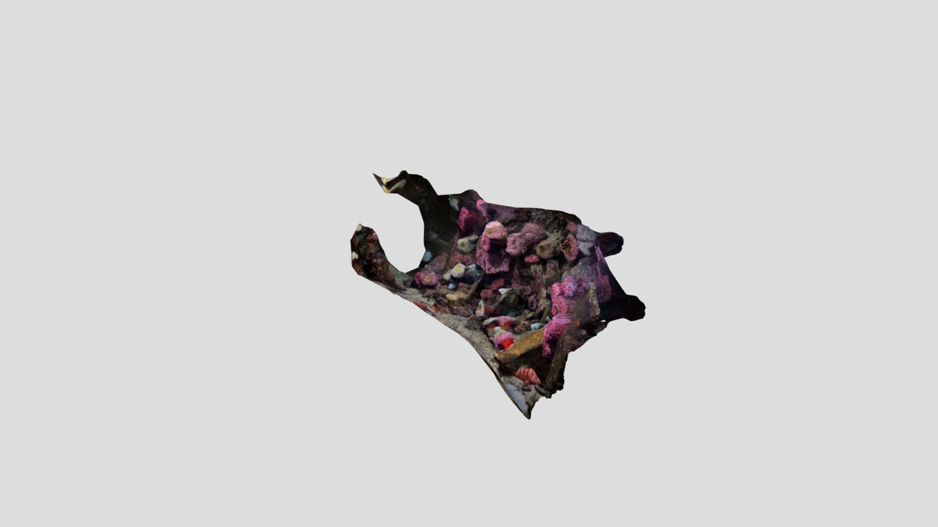 Coral test