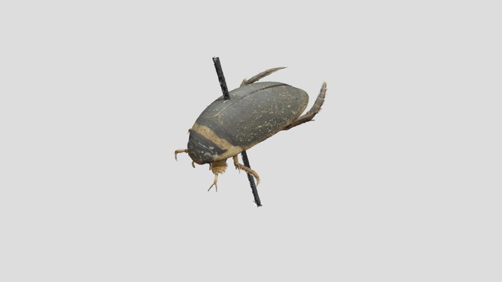 Diving beetle (Dytiscidae) 3D Model